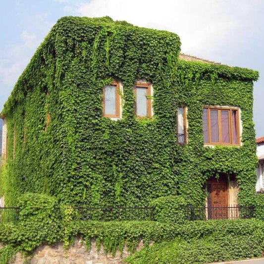 15 Boston Ivy Seeds – Parthenocissus tricuspidata | Fast-Growing Climbing Vine