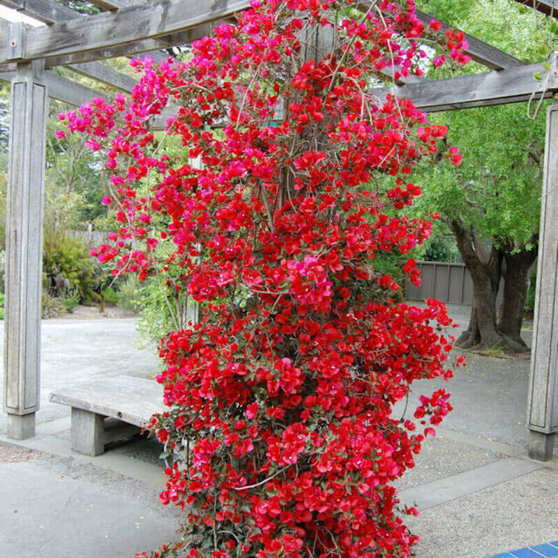 1 San Diego Red Live Bougainvillea Starter Plug