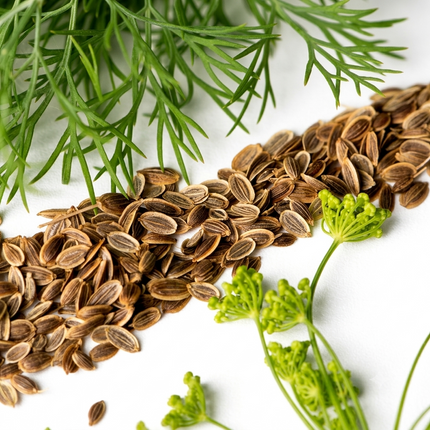 Fresh Bouquet Dill growing in soil with feathery green leaves, ideal for home herb gardens, culinary use, and fresh garden harvests.