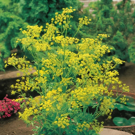 Bouquet dill (Anethum graveolens) with bright yellow flower umbels, ideal for herb gardens, companion planting, pickling, and attracting beneficial pollinators. Seed World