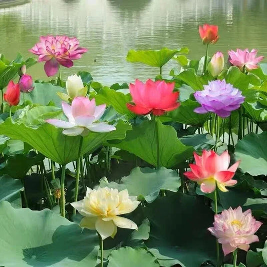 Colorful lotus flowers in a pond with green leaves