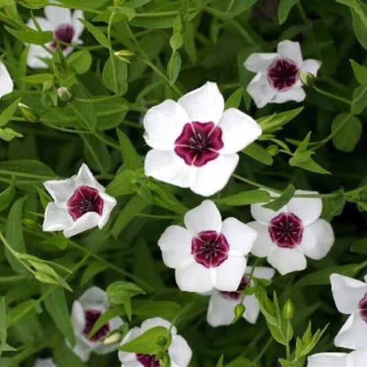 400 Bright Eyes Flax - Linum Grandiflorum Seeds
