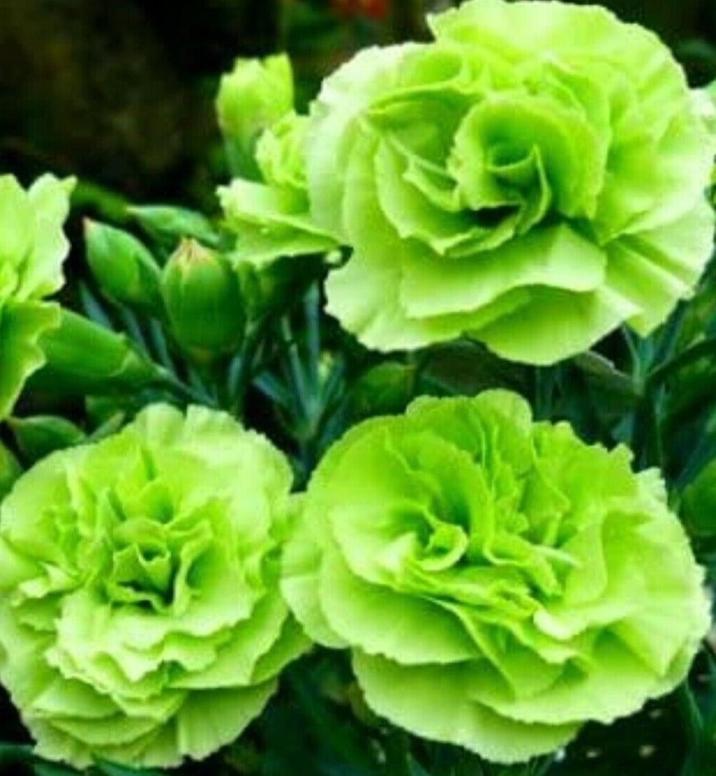 100 Bright Green Carnation Seeds Dianthus Flowers Seed Flower Perennial 302