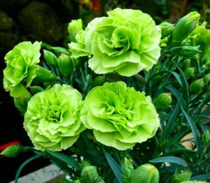 100 Bright Green Carnation Seeds