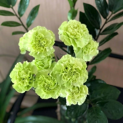 Bright Green Carnation Seeds (Dianthus caryophyllus), featuring vibrant lime-green flowers with lush, densely ruffled petals and dark green foliage, ideal for flower gardens, decorative borders, containers, and cut flower arrangements. Seed World