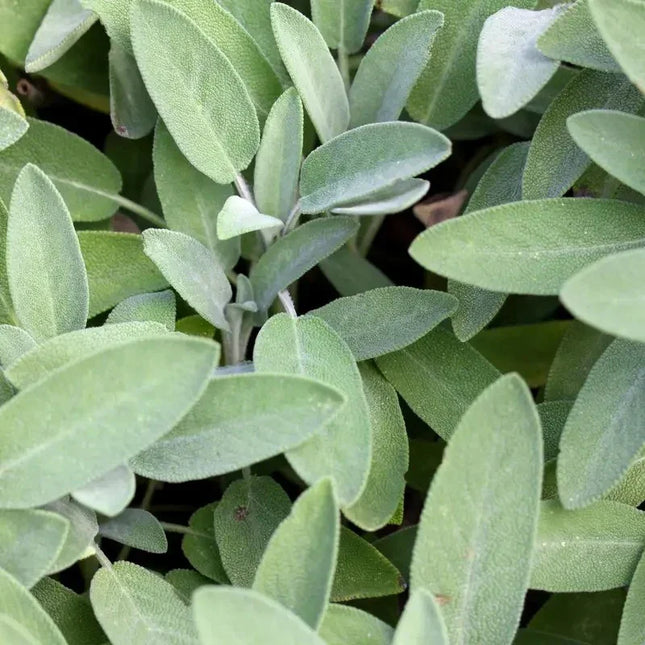 Close-up of green leaves with a blurred background