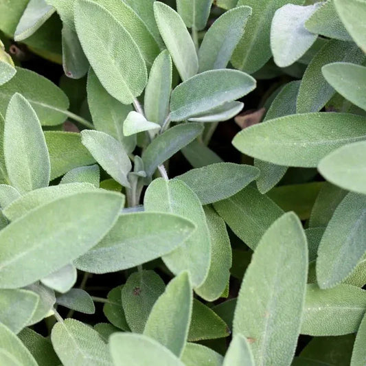 Close-up of green leaves with a blurred background