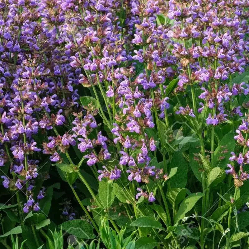 Close-up of purple flowers with green leaves