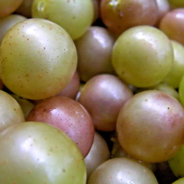 50 Bronze Muscadine Grape Seeds – Vitis Rotundifolia | Hardy Fruit Vine