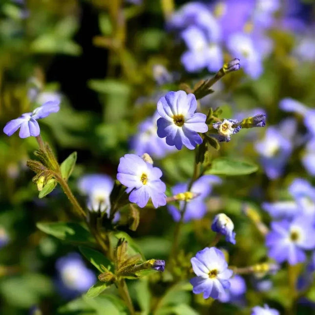 Close-up of small purple flowers with green leaves on a blurred natural background