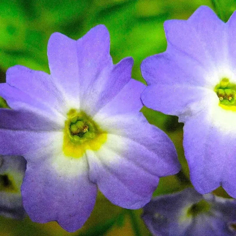 Close-up of two purple flowers with green centers on a blurred green background