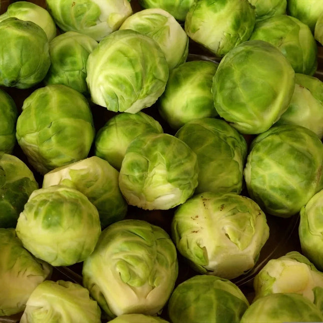 Fresh Brussels Sprouts with firm green heads, perfect for home vegetable gardens, healthy harvests, and fresh cooking. Seed World