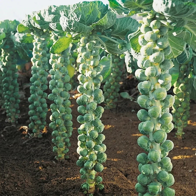 Brussels Sprouts growing on sturdy stalks, ideal for home vegetable gardens, fresh harvests, and cool-season planting. Seed World