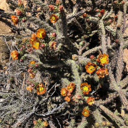 Buckhorn Cholla Cactus with vibrant orange-yellow flowers blooming in a desert landscape. Seed World