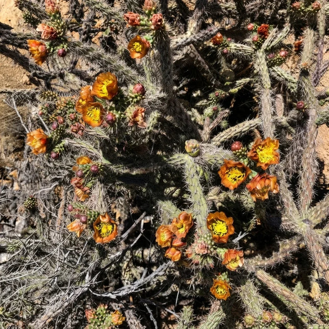 Buckhorn Cholla Cactus with vibrant orange-yellow flowers blooming in a desert landscape. Seed World