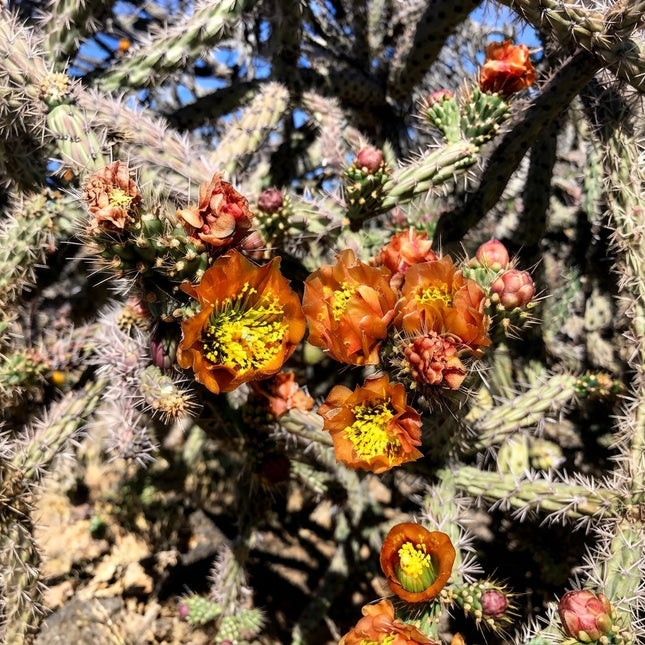 20 Buckhorn Cholla Cactus Seeds – Cylindropuntia Acanthocarpa | Desert Cactus Plant