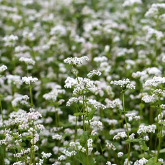 Organic Buckwheat Seeds - Fagopyrum Esculentum, white flowering nutrient-rich cover crop. Seed World