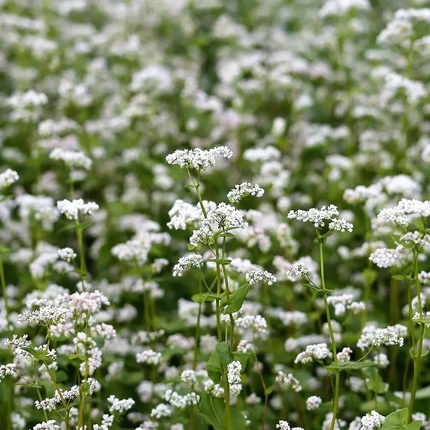 Organic Buckwheat Seeds - Fagopyrum Esculentum, white flowering nutrient-rich cover crop. Seed World