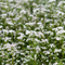 Organic Buckwheat Seeds - Fagopyrum Esculentum, white flowering nutrient-rich cover crop. Seed World