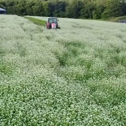 925 Buckwheat Seeds - Fagopyrum Esculentum | Heirloom, Non-GMO