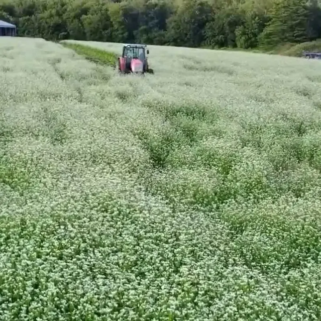 925 Buckwheat Seeds - Fagopyrum Esculentum | Heirloom, Non-GMO