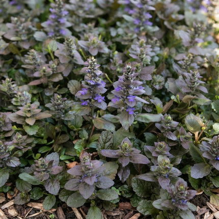 Bugleweed Seeds – Ajuga reptans with rich purple-green foliage and violet-blue flower spikes, low-growing perennial ground cover for shade gardens, borders and landscaping. Seed World