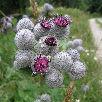 Burdock Seeds – Arctium lappa with distinctive purple thistle-like flowers and round burr seed heads, hardy biennial herb for edible, medicinal and pollinator gardens. Seed World