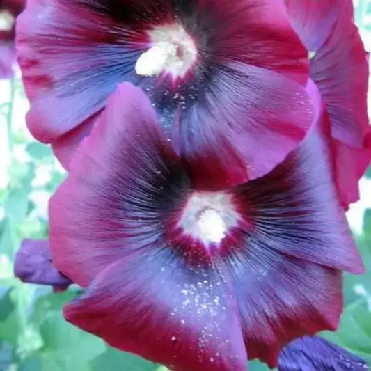 25 Burgundy Red Hollyhock Seeds