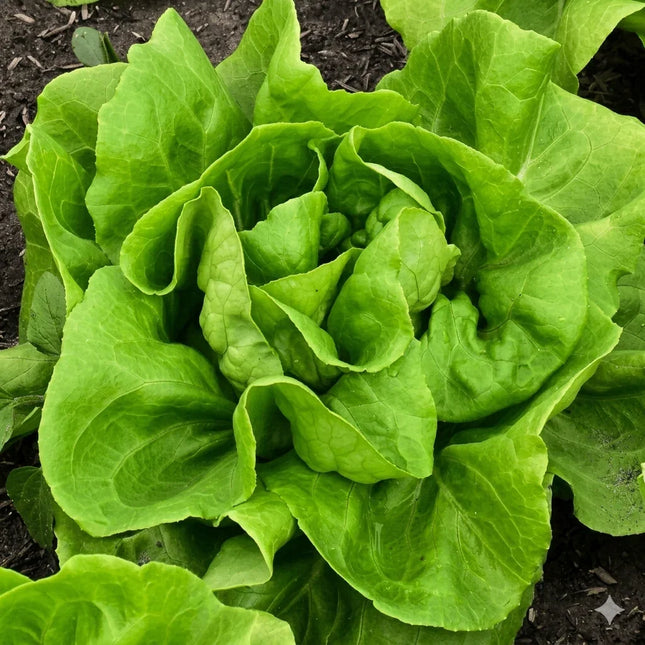 Fresh, vibrant Buttercrunch Butterhead lettuce growing in rich soil, showcasing crisp green leaves perfect for home gardens and healthy salads. Seed World