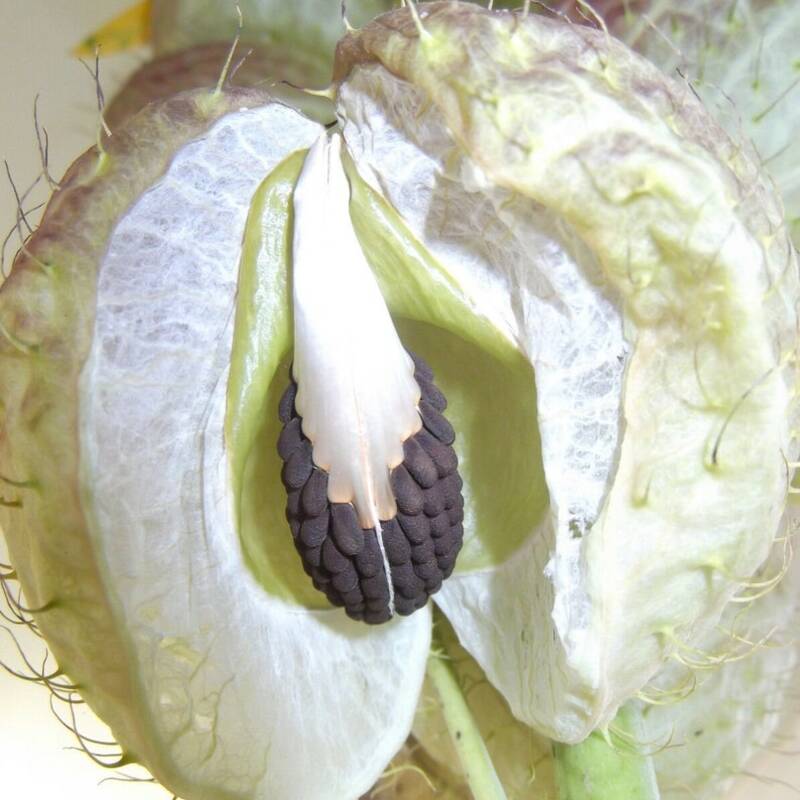 Close-up of a split open fruit revealing seeds inside.