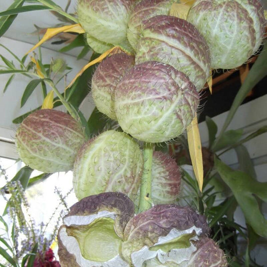 Close-up of a unique plant with green and purple spherical fruits.