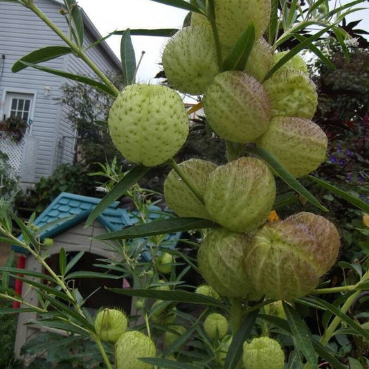 Green gourds on a plant with a house and garden shed in the background