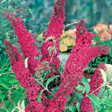350 Butterfly Bush Seeds - Mix