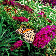 350 Butterfly Bush Seeds - Mix