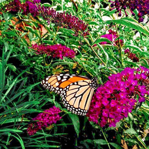350 Butterfly Bush Seeds - Mix