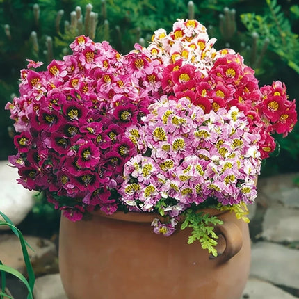 Butterfly Flower Angel Wings Mix with vibrant pink blooms, perfect for containers, rock gardens, and colorful flower borders. Seed World