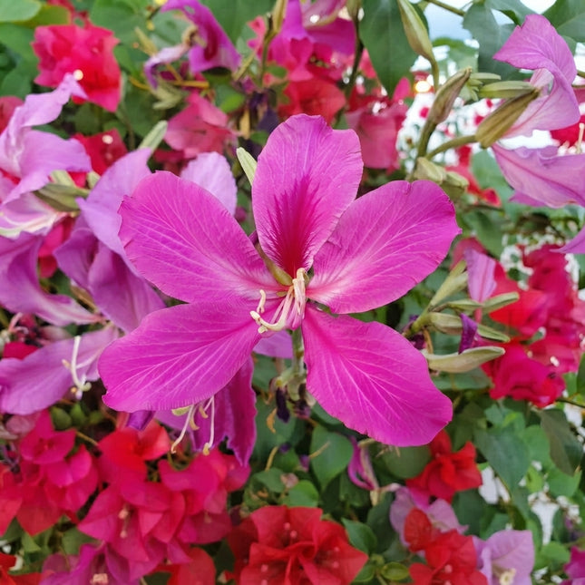 Butterfly Orchid Tree Seeds – Bauhinia purpurea Seeds with Vibrant Pink-Purple Orchid-Like Flowers for Tropical Gardens and Ornamental Landscaping. Seed World