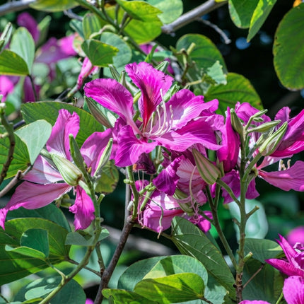 10 Butterfly Orchid Tree Seeds – Bauhinia Purpurea Flowering Tree