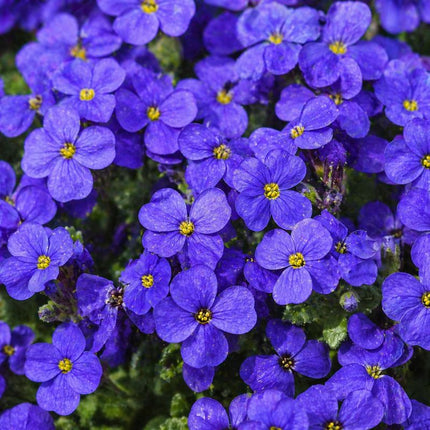 50 Rock Cress Seeds Cascading Blue - Heirloom Perennial Groundcover
