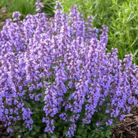200 Catmint - Nepeta mussinii Seeds