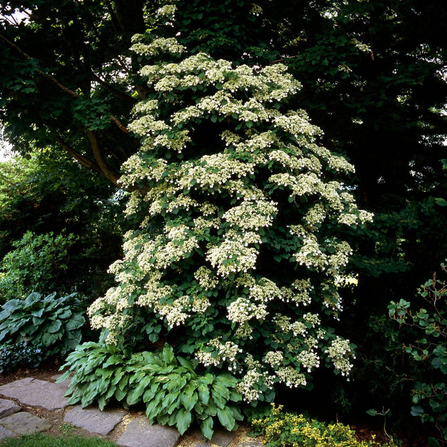 Tall green plant with white flowers in a garden setting