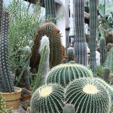 25 Cactus Seeds - Mix Succulent