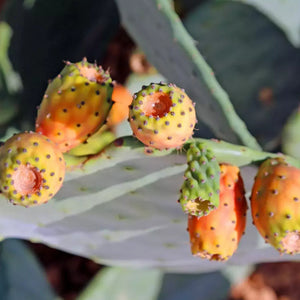 10 Cactus Pear - Opuntia Ficus-Indica Seeds