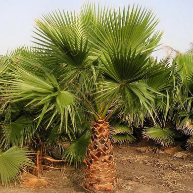 75 California Fan Palm Tree Seeds