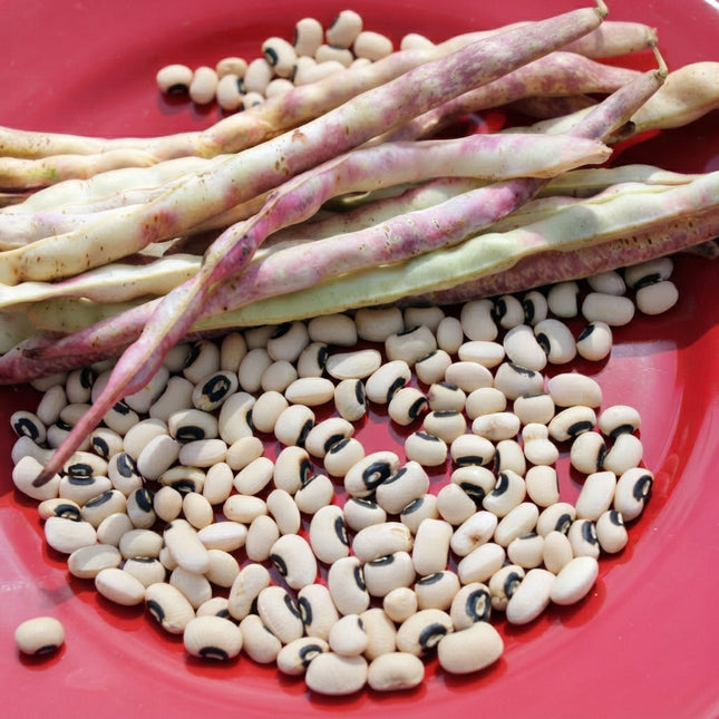California Blackeye Cowpea Seeds – Heirloom Black-Eyed Peas for Productive Home Gardens, Raised Beds and Vegetable Gardens. Seed World