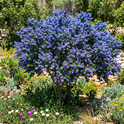 25 California Lilac Tree Seeds – Fragrant Hardy Perennial