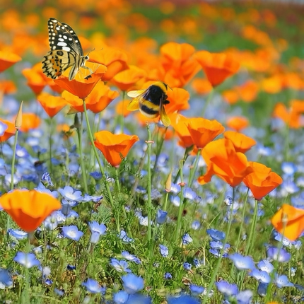 500 California Poppy Seeds – Eschscholzia Californica