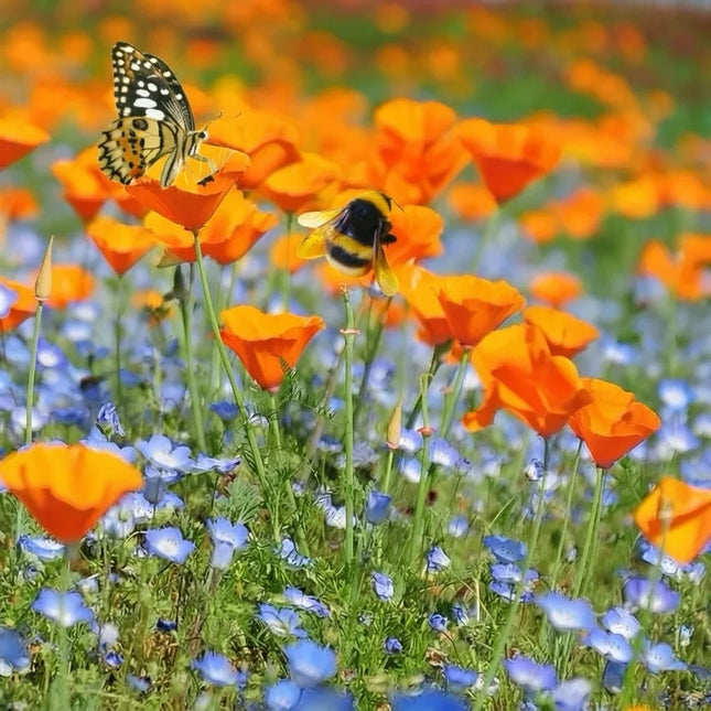 500 California Poppy Seeds – Eschscholzia Californica
