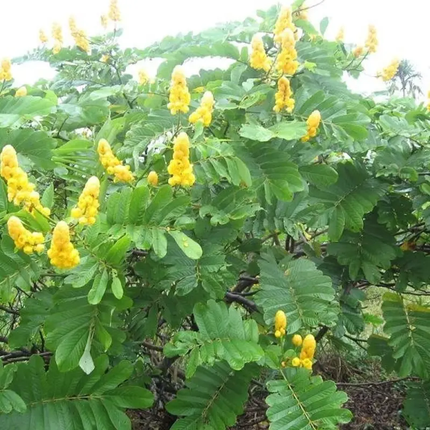 Candle Bush Shrub Seeds – Senna alata | Golden Candlestick Flowers
