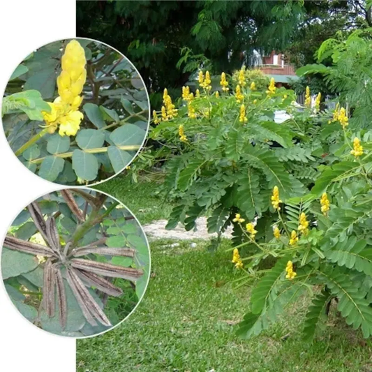 Candle Bush Shrub Seeds – Senna alata | Golden Candlestick Flowers